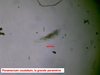 Diapositive3